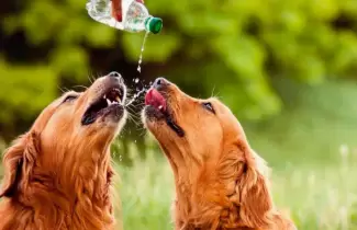 perros-golpe-de-calor