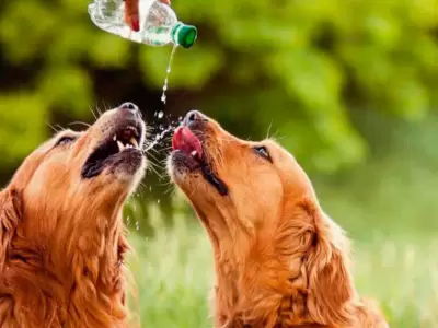 perros-golpe-de-calor