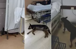 Perro-hospital-
