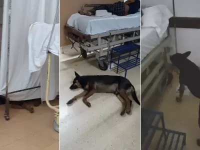 Perro-hospital-