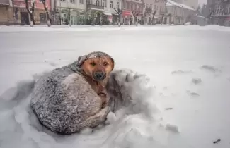 perro-nieve