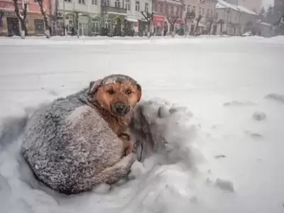 perro-nieve