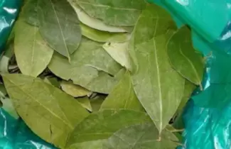 hoja-de-coca
