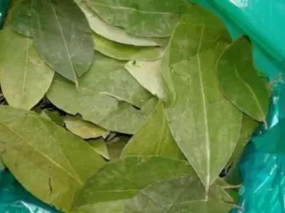 hoja-de-coca