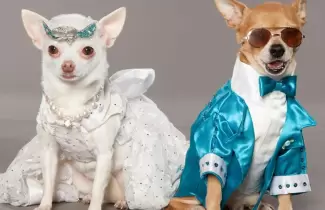 perros-vestidos