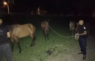 caballos-sueltos-san-pedro-ruta-56-policia