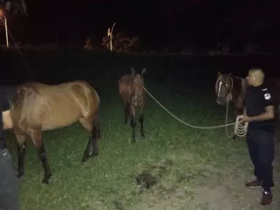 caballos-sueltos-san-pedro-ruta-56-policia