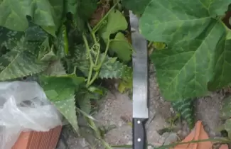machete