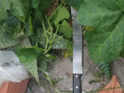 machete