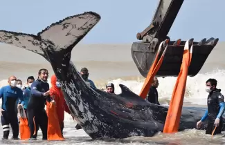 ballenas