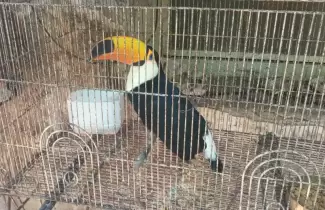 tucan-san-pedro-recuperado