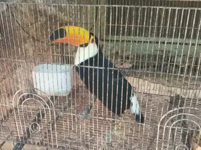 tucan-san-pedro-recuperado