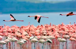 Flamencos-Laguna-de-Pozuelos-web