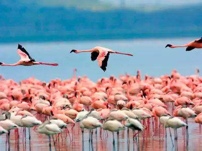 Flamencos-Laguna-de-Pozuelos-web