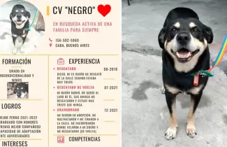 perro-negro-cv