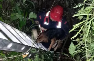 RESCATE-PERRITO1