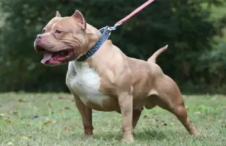pitbull