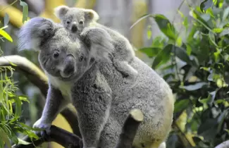 koala