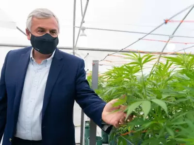 gerardo-morales-cannabis