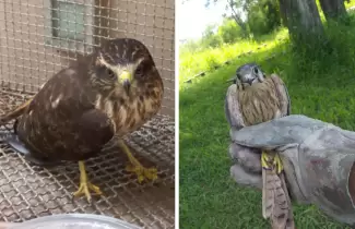 aves-liberadas-