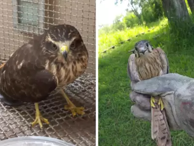 aves-liberadas-