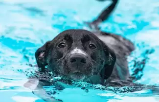 perro-en-pileta-