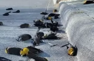 aves-mexico