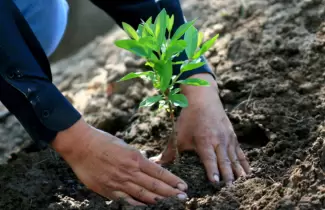 plantar-arbol