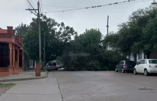 arbol-caido