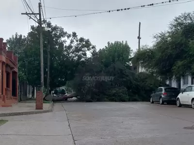 arbol-caido
