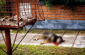 perro-asesinado