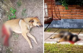 perros-baleados