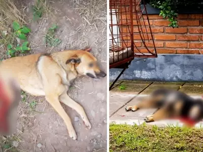 perros-baleados