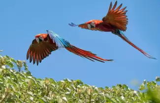parque-ibera-loros