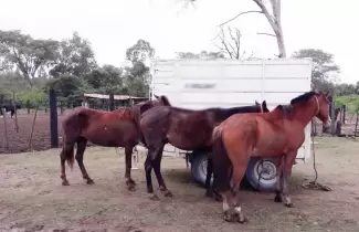 equinos-remate