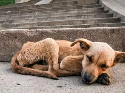 perro-maltrato-animal