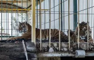 tigres-de-bengala