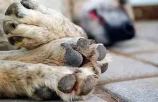 Perro-envenenado