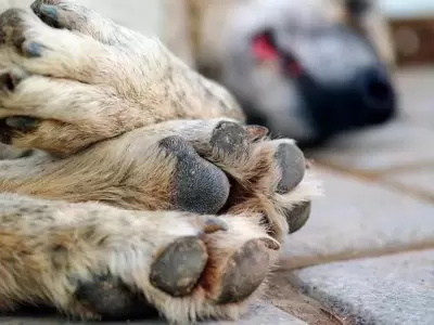Perro-envenenado