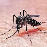 Hasta el momento hay 468 nuevos casos de dengue en Jujuy: 17 personas están internadas