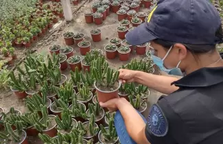 cactus-alucinogenos