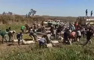 accidente-camion-cerdos