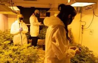 planta-cannabis