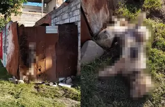 maltrato-animal