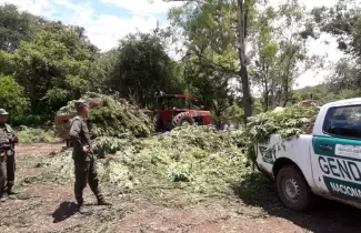 marihuana-plantas-droga-incautada-01