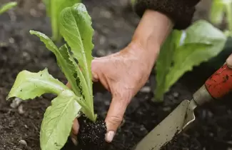 huerta-