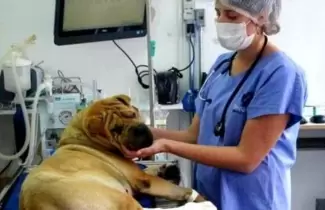 Hospital-Publico-Veterinario