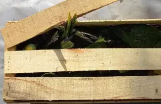 loros-cafaju1