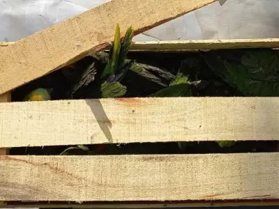 loros-cafaju1