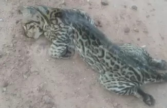 Ocelote